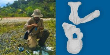 Identifican al “dinosaurio de la paz” que vivió en el norte de Colombia