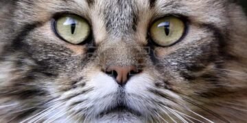 Prueban con éxito una vacuna contra el coronavirus para animales