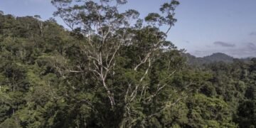 Viaje al árbol más alto de la Amazonía
