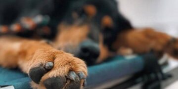 Judicializado entrenador de perros que devolvió muerto uno de los animales que tenía a su cargo