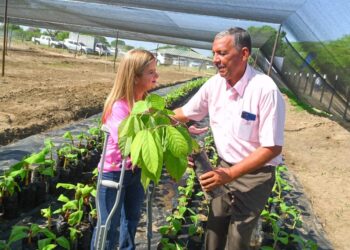 “Aprobados créditos para siembra de cacao en Suan y Santa Lucía”