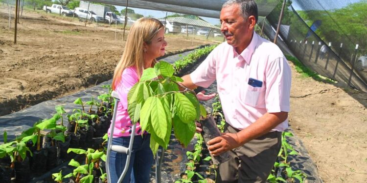 “Aprobados créditos para siembra de cacao en Suan y Santa Lucía”